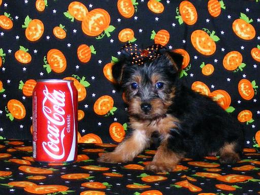 AS SWEET AS A COOKIE !!